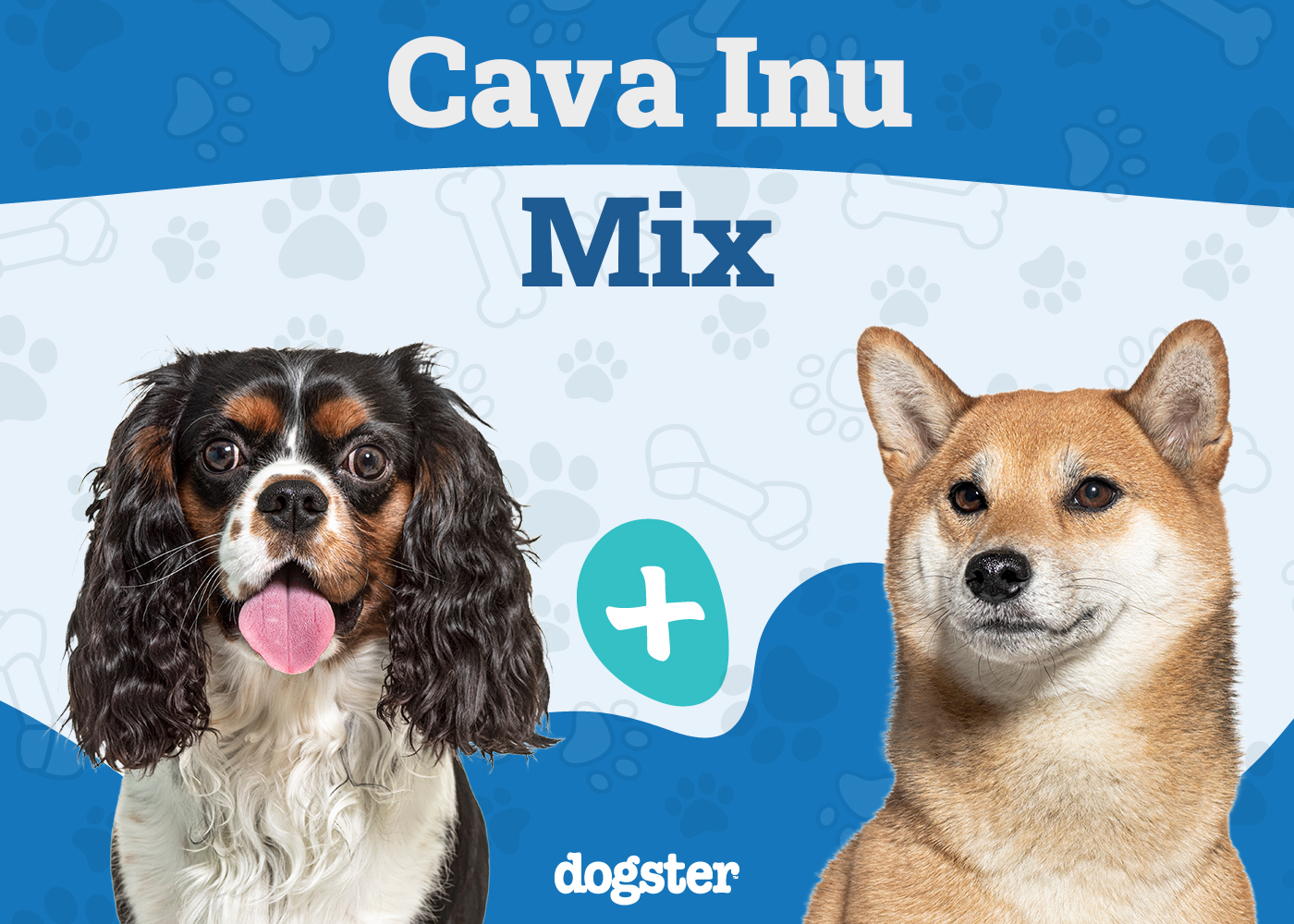 Cava Inu: Breed Info, Pictures, Care Guide, & More