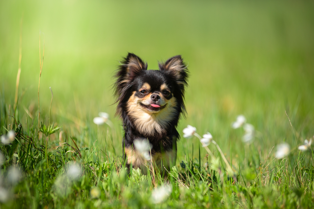 How Much Is a Teacup Chihuahua? 2026 Price Guide