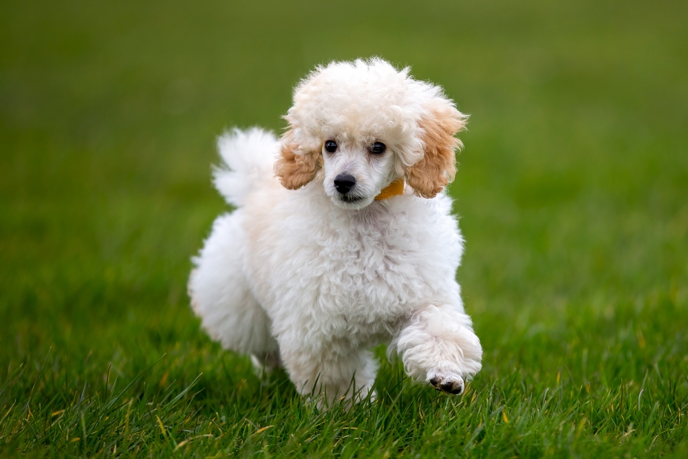 How Big Do Mini Poodles Get? Vet Reviewed Average Weight & Growth Chart