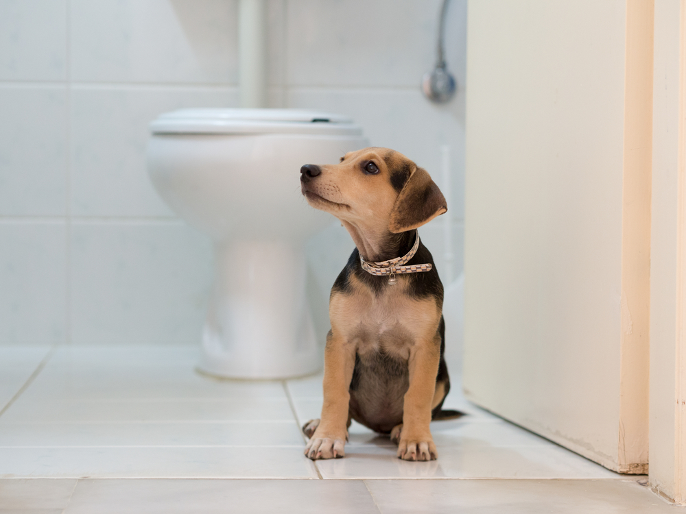 Can You Flush Dog Poop Down the Toilet? Vet-Reviewed Facts & Info