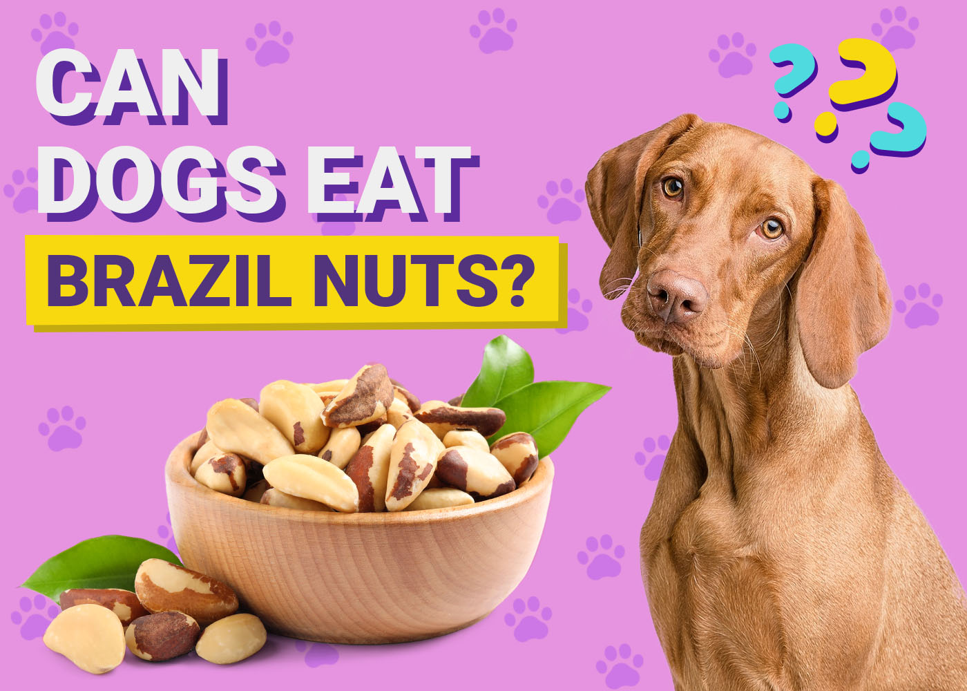Can Dogs Eat Brazil Nuts? Vet-Verified Nutrition Facts & Info