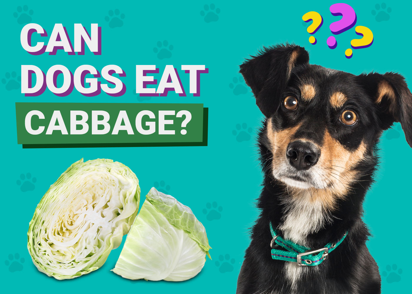 Can Dogs Eat Cabbage? Vet-Verified Nutrition Facts & Info