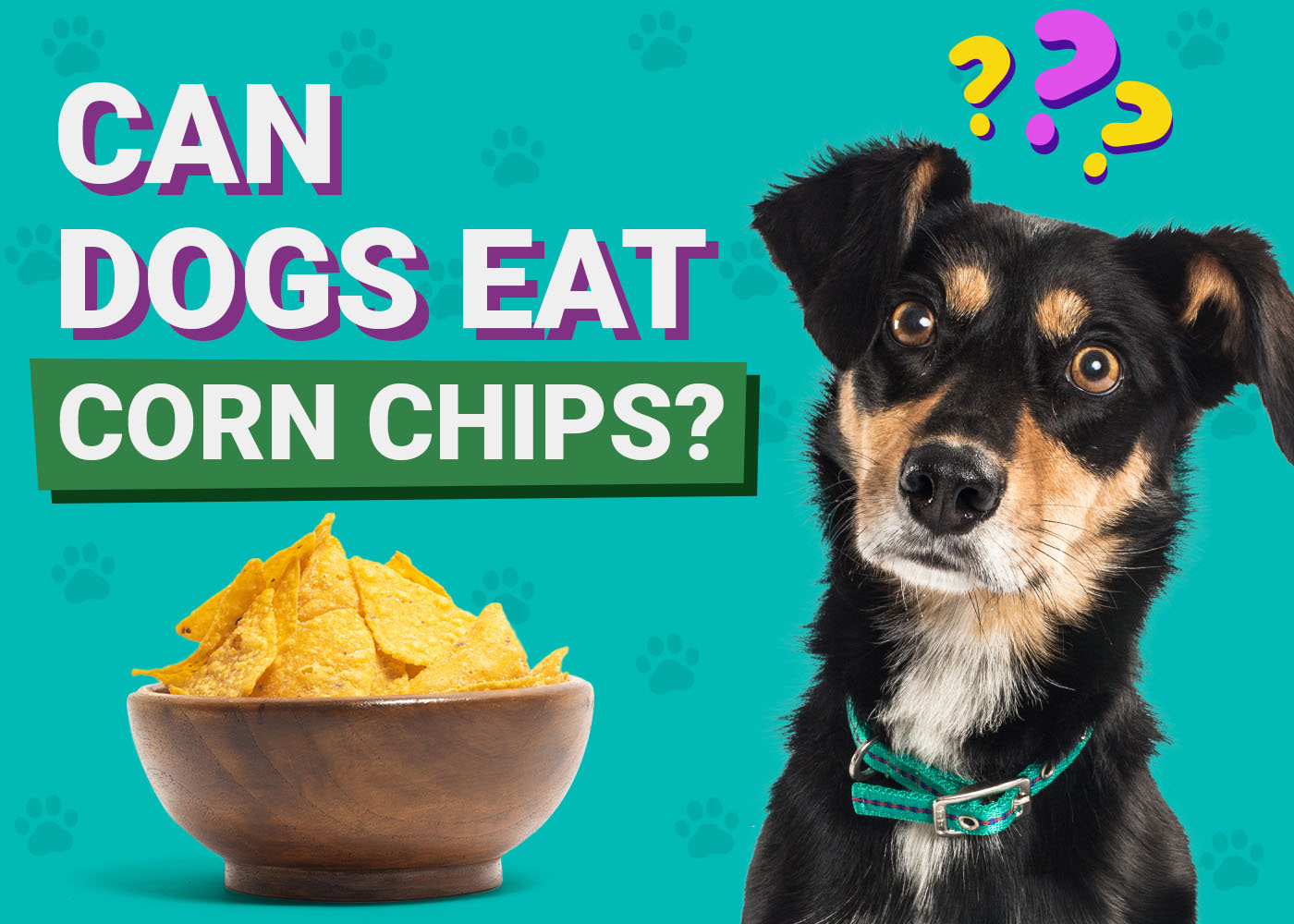 Can Dogs Eat Corn Chips? Vet-Verified Info, Risks & Alternatives