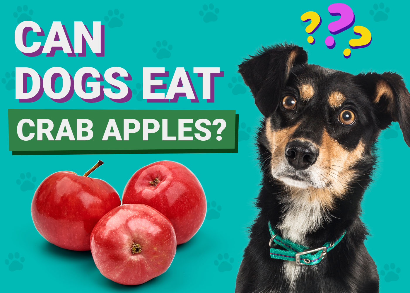 Apple Tree Can Guinea Pigs Eat Crab Apples Can Guinea Pigs Eat Apples? A Guide To Your Pet's Diet C And C Guinea Pig  Cages