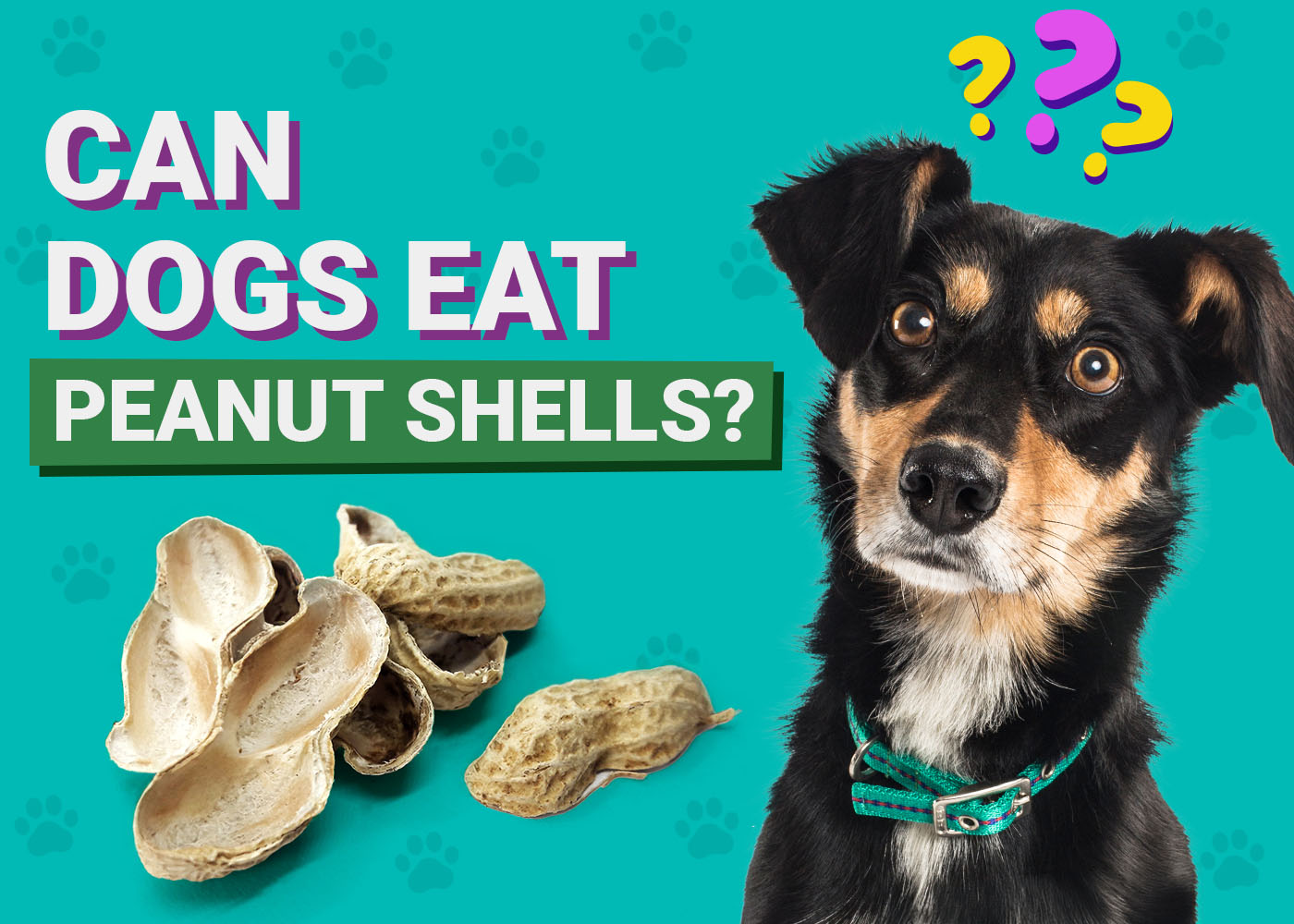 Can Dogs Eat Peanut Shells? Vet-Verified Nutrition Facts & Info