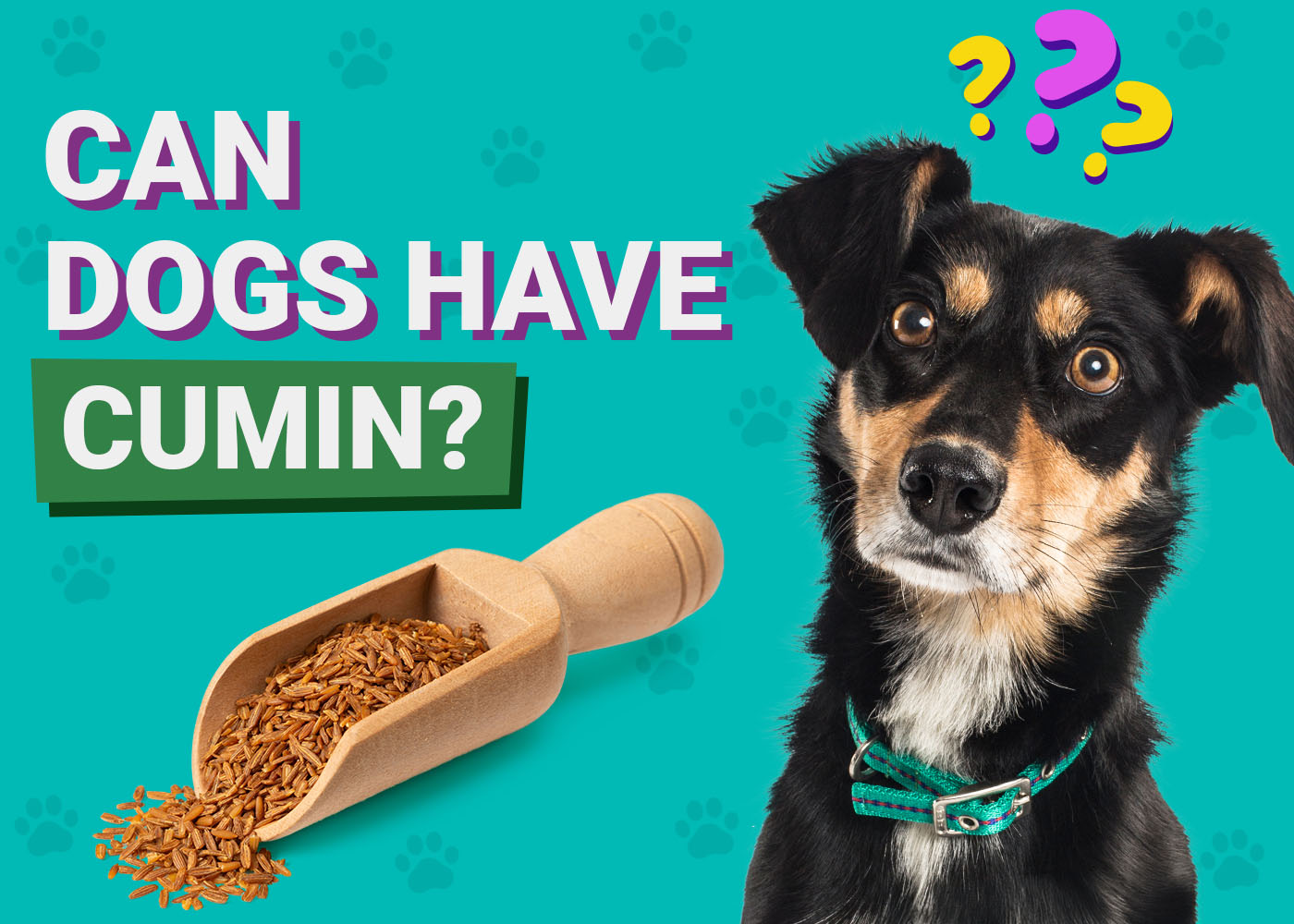Can Dogs Have Cumin? Vet-Reviewed Nutrition Facts & FAQ
