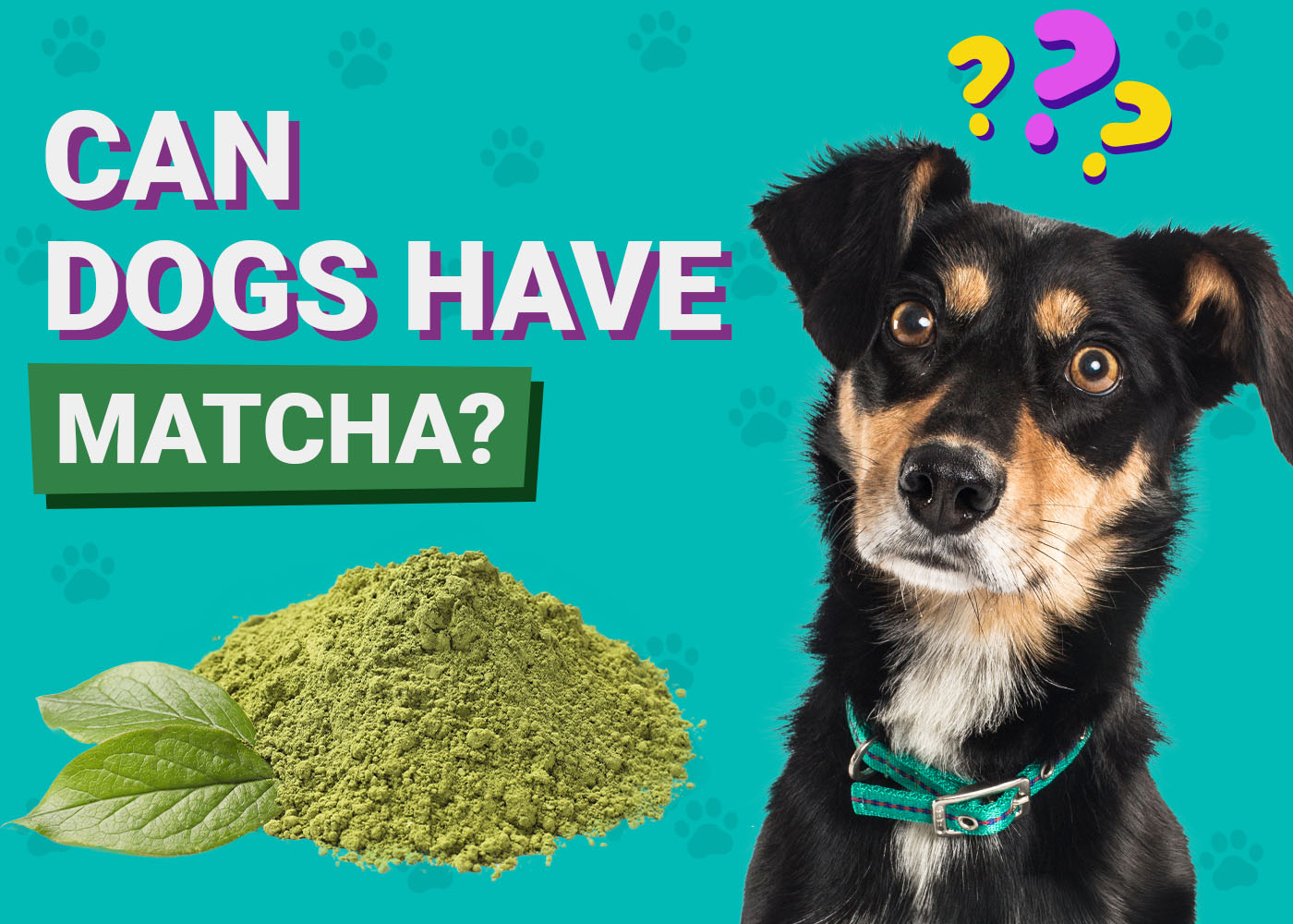 Can Dogs Have Matcha? Vet-Verified Dangers & FAQ