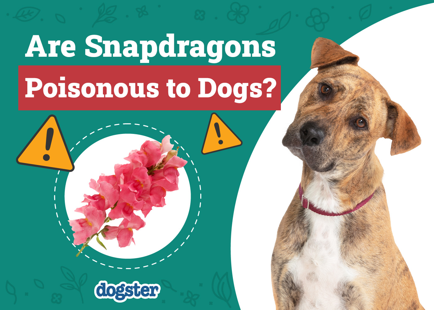 Are Snapdragons Poisonous to Dogs? Vet-Verified Facts & Safety