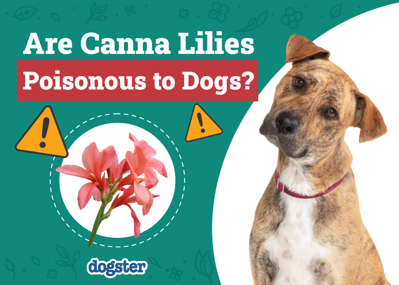 Are Canna Lilies Poisonous to Dogs? Vet-Verified Facts & Safety