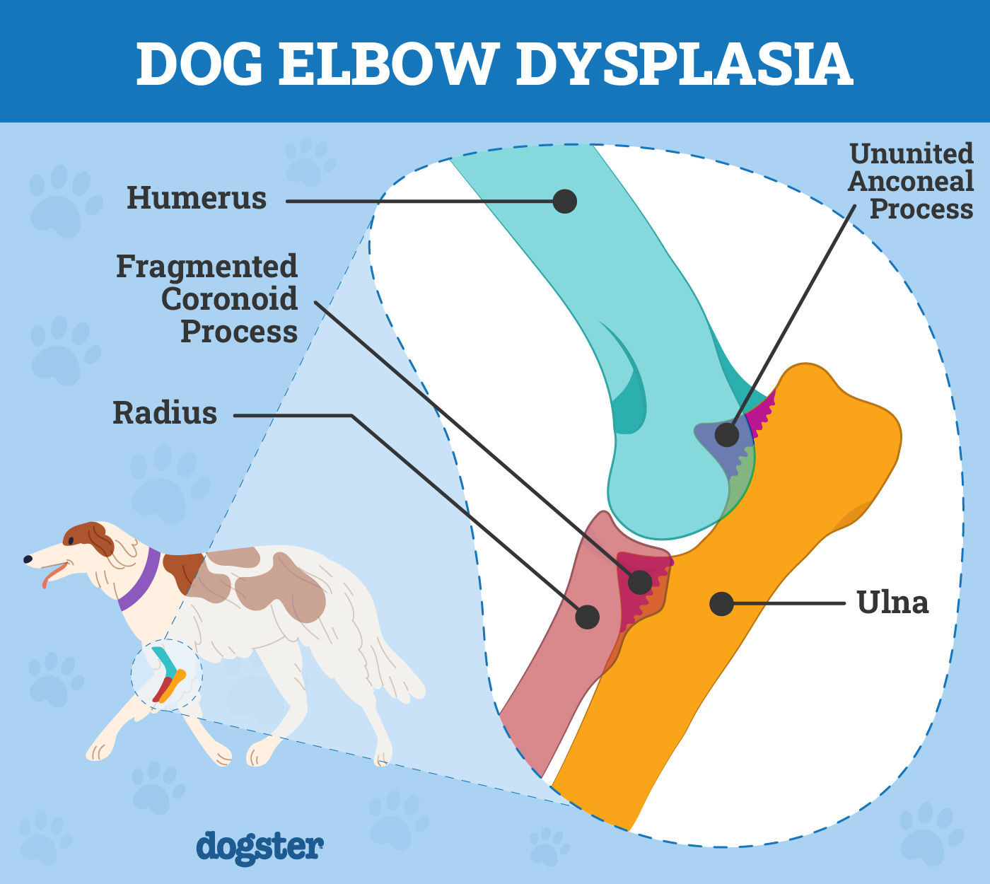 Dog Elbow Dysplasia