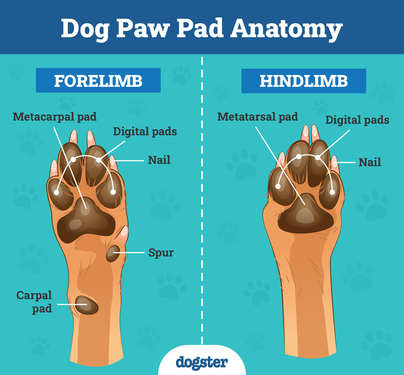 Dog Paw Pad Anatomy