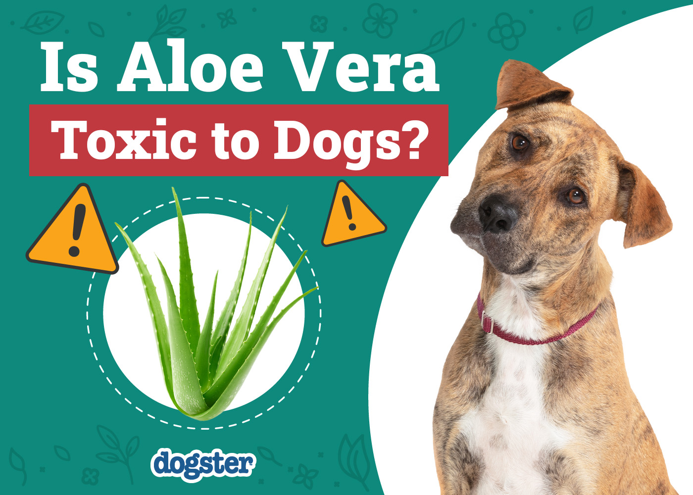 Is Aloe Vera Toxic to Dogs? Vet-Verified Nutrition Facts & FAQ