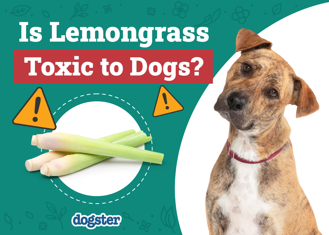 Is Lemongrass Toxic to Dogs? Vet-Approved Nutrition Facts & FAQ