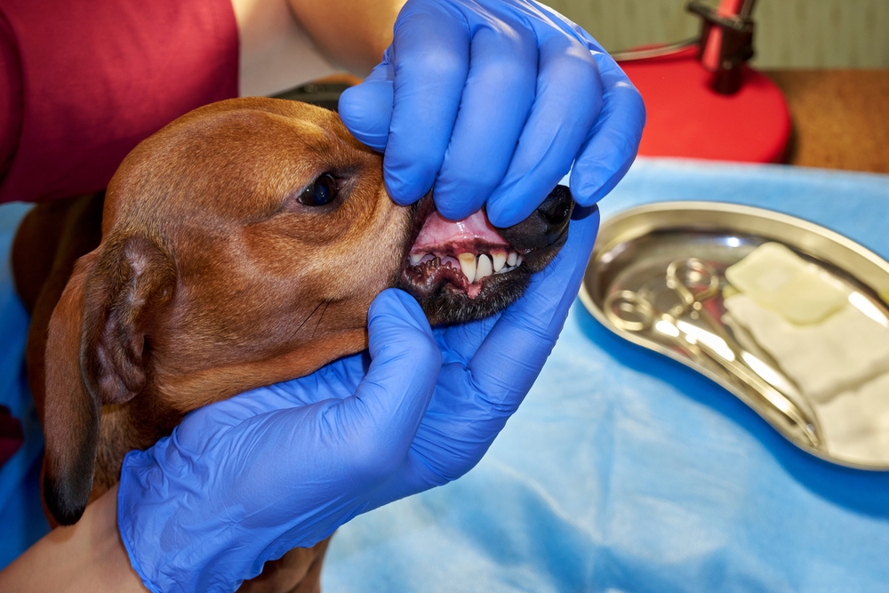 My Dog’s Tooth Is Turning Purple, What’s Wrong? Our Vet Explains Risks & Treatment