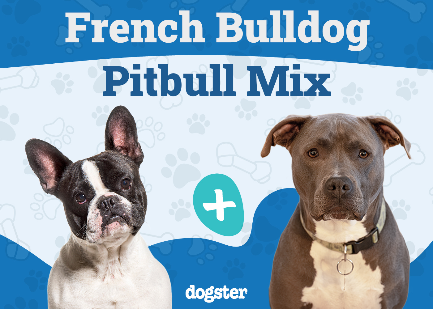 French Bulldog Pitbull Mix Dog Breed: Info, Pictures, Care & More