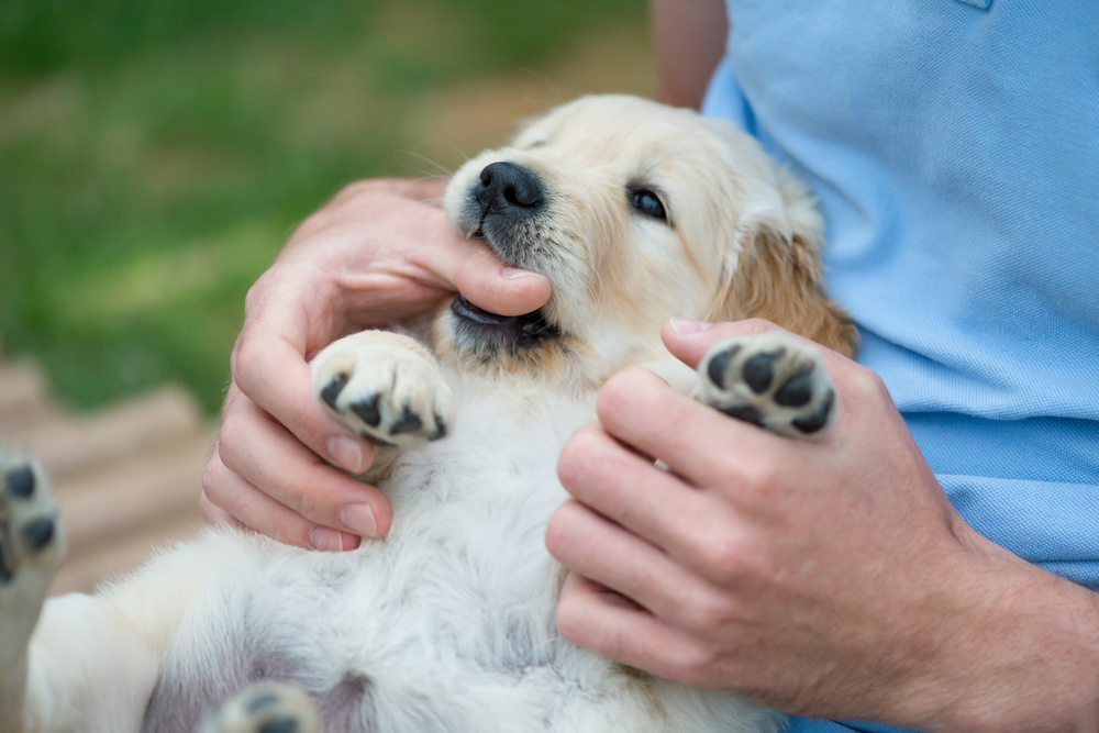 10 Vet-Reviewed Reasons to Get a Puppy: How it Can Improve Your Life