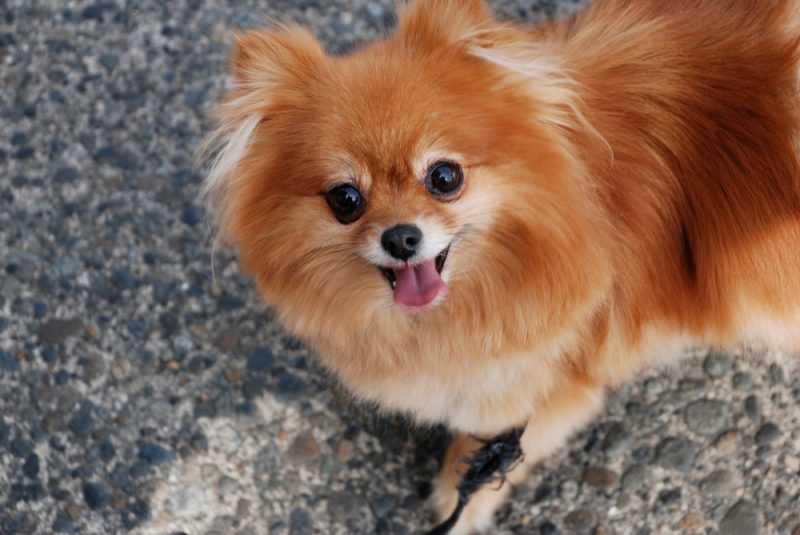 Golden teacup pomeranian dog outdoors