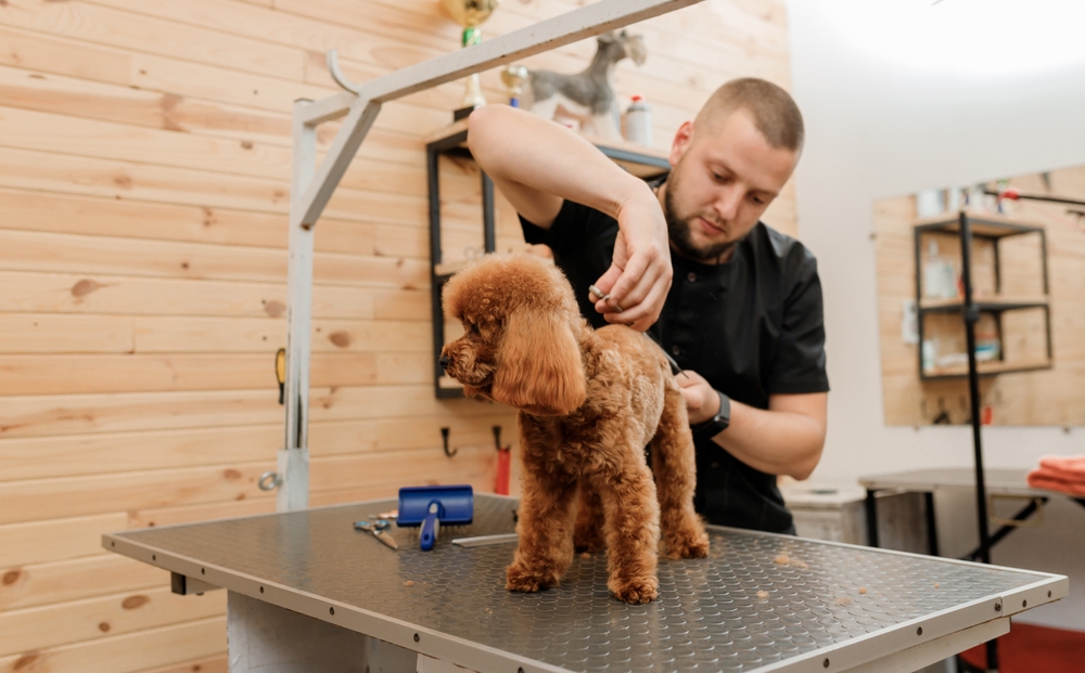 What Is a Dog Sanitary Trim? Vet-Verified Purpose & General Guidelines