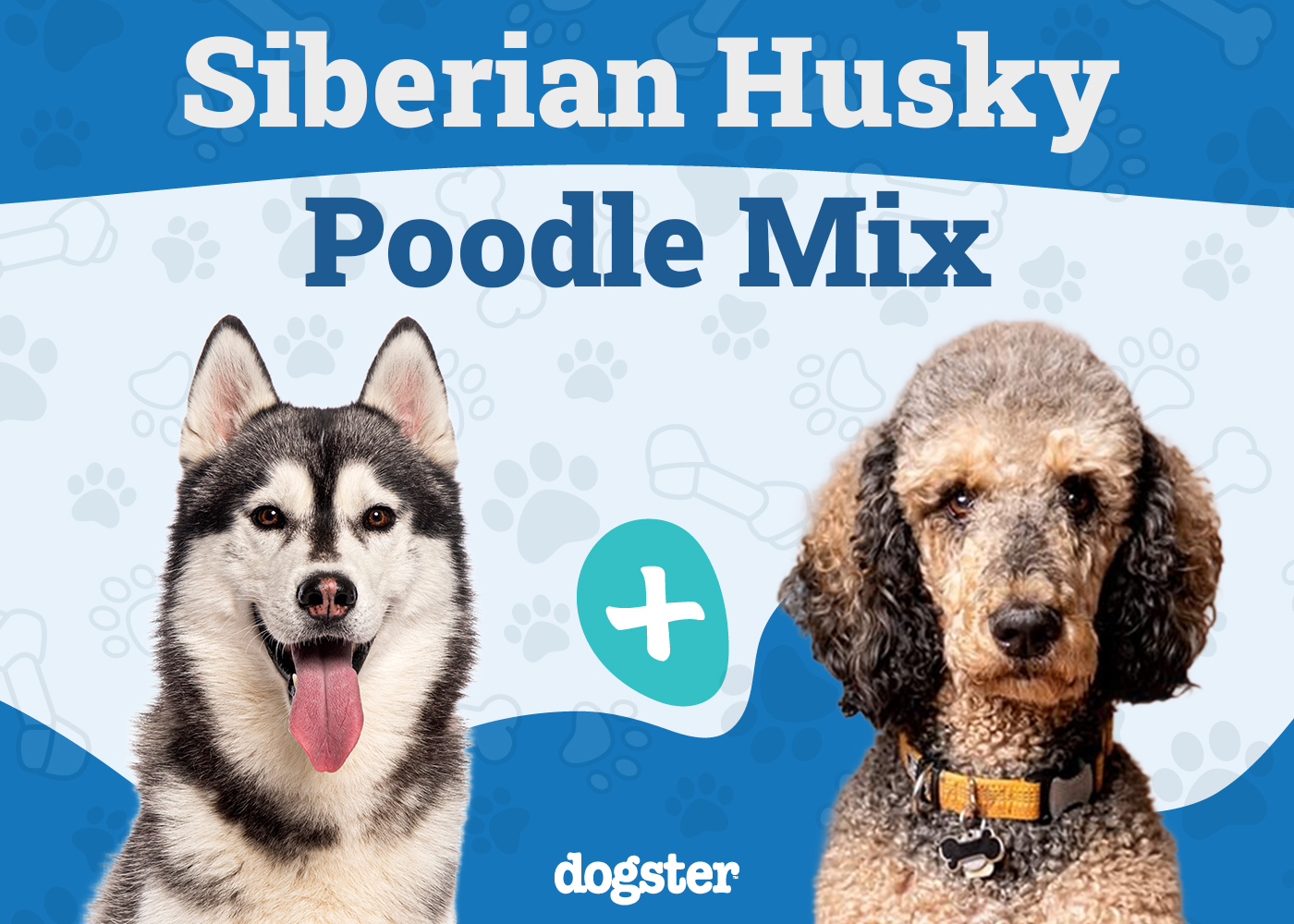 Huskydoodle (Husky & Poodle Mix): Info, Pictures, Care Guide & More