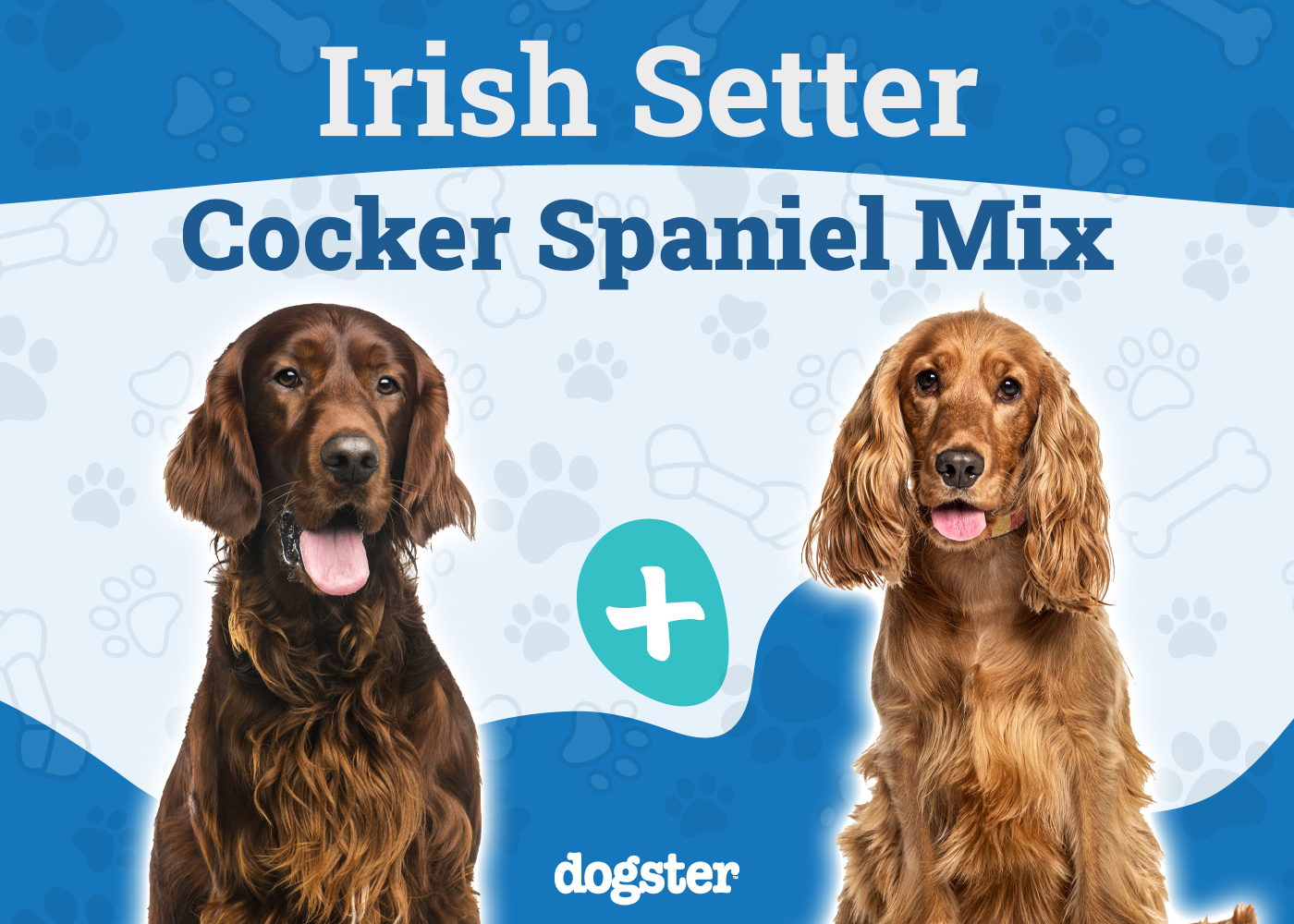 Irish Setter Cocker Spaniel Mix: Info, Pictures, Care Guide & More