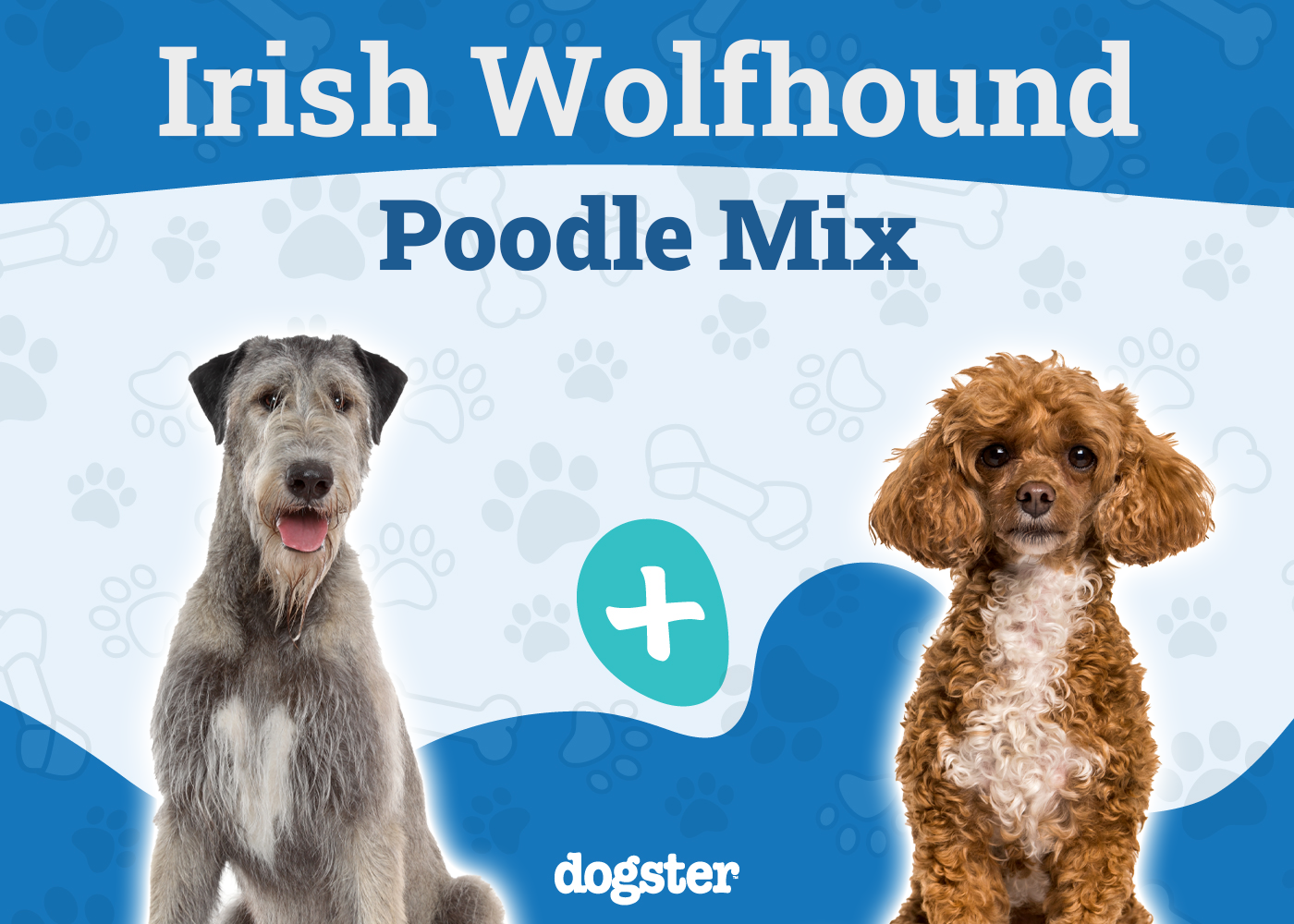 Irish Wolfadoodle (Irish Wolfhound & Poodle Mix): Info, Pictures, Care & More