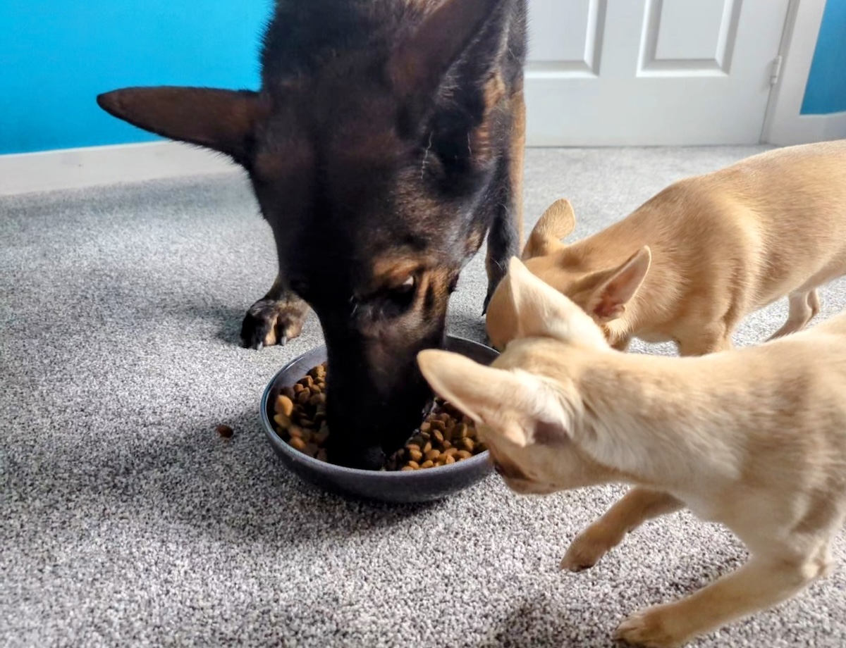 Kibble isn't always what it's cracked up to be.