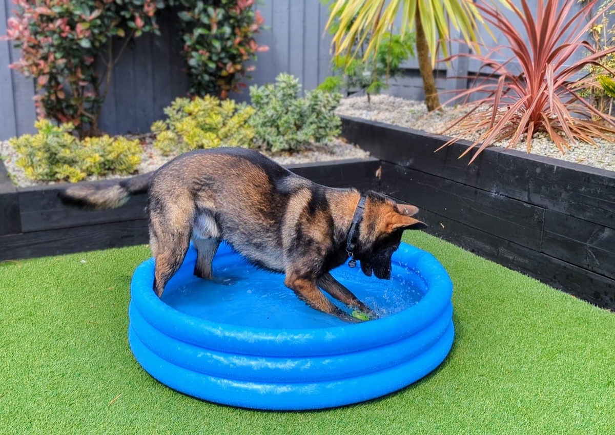 Hot Tips For Staying Cool With Kodah & Friends