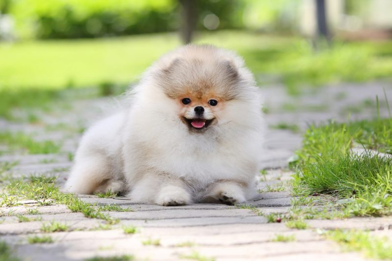 Little teacup Pomeranian puppy sits in the green grass
