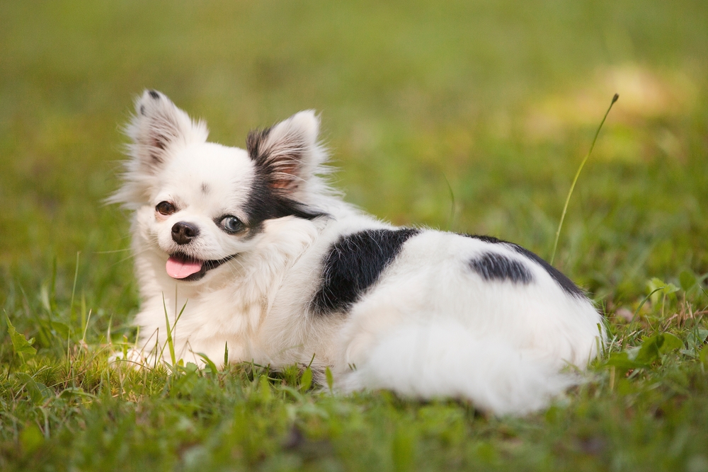 Are Chihuahuas Good With Kids? Vet-Verified Facts & Info