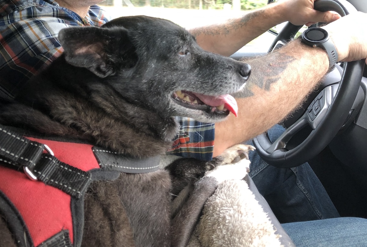 Ridin' With the Trio: Truck Travel With Dogs