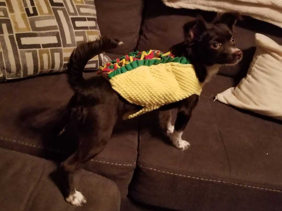 My favorite Halloween costume: Penny the taco!