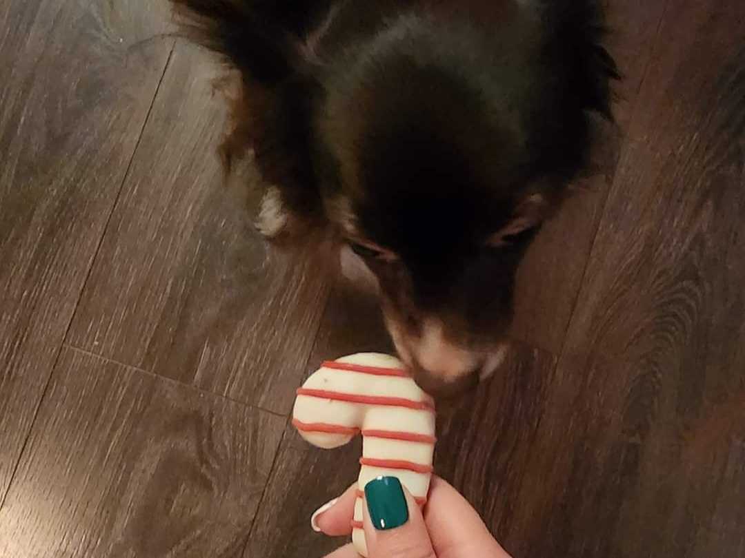 One of our BarkBox goodies