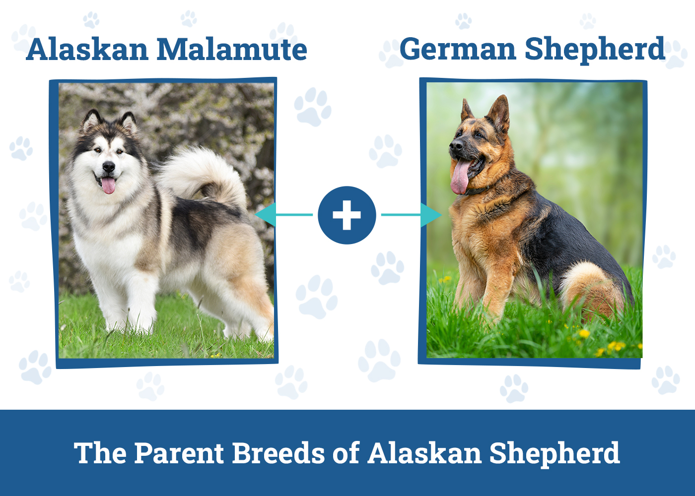 Parent Breeds of Alaskan Shepherd