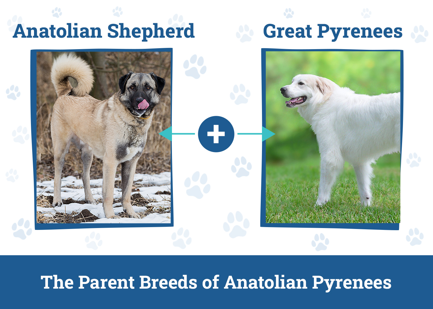 Parent Breeds of Anatolian Pyrenees
