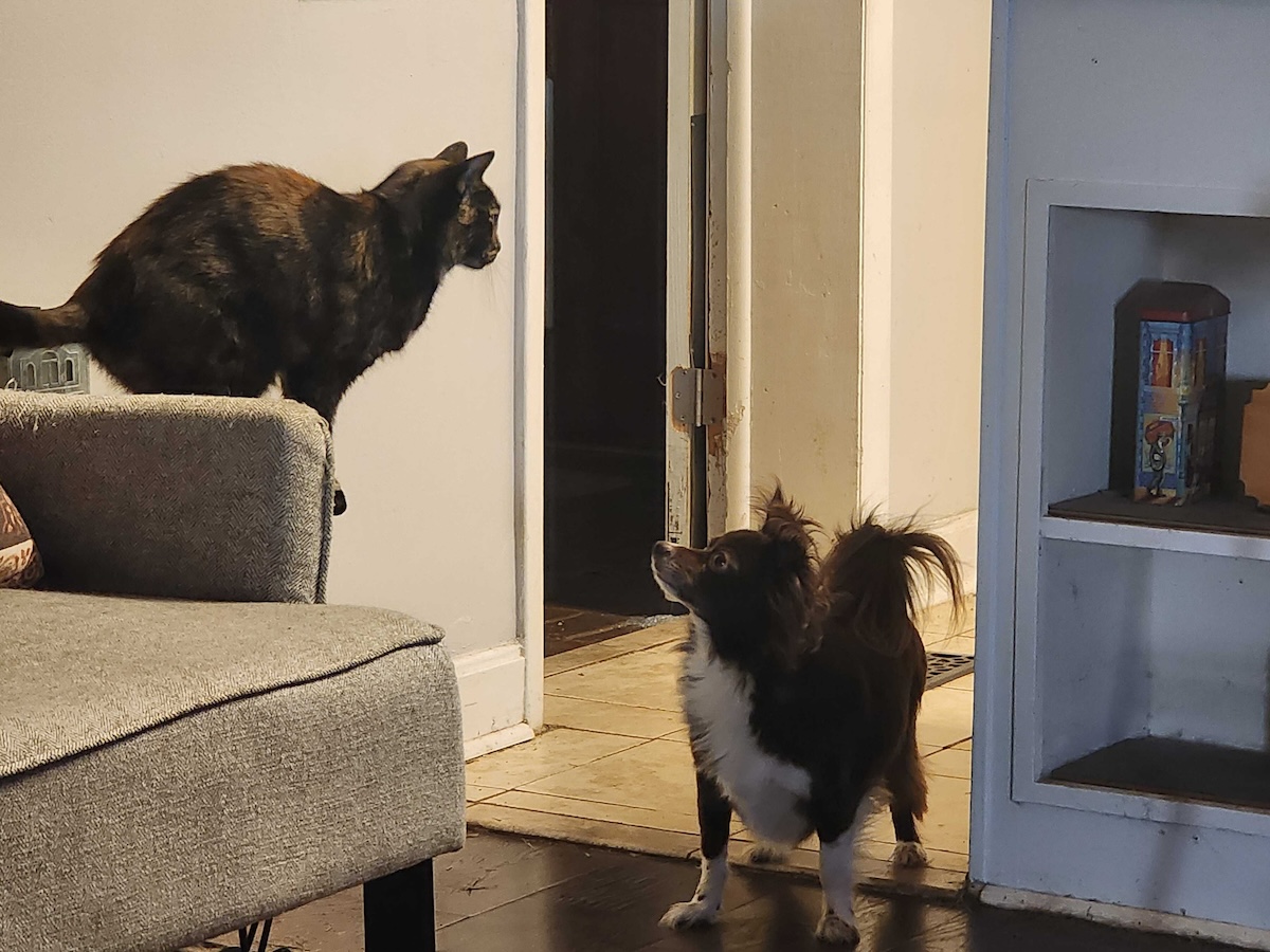 Is Penny Really My Dog, or Is She My Fourth Cat? Meet Savanna's Cats!