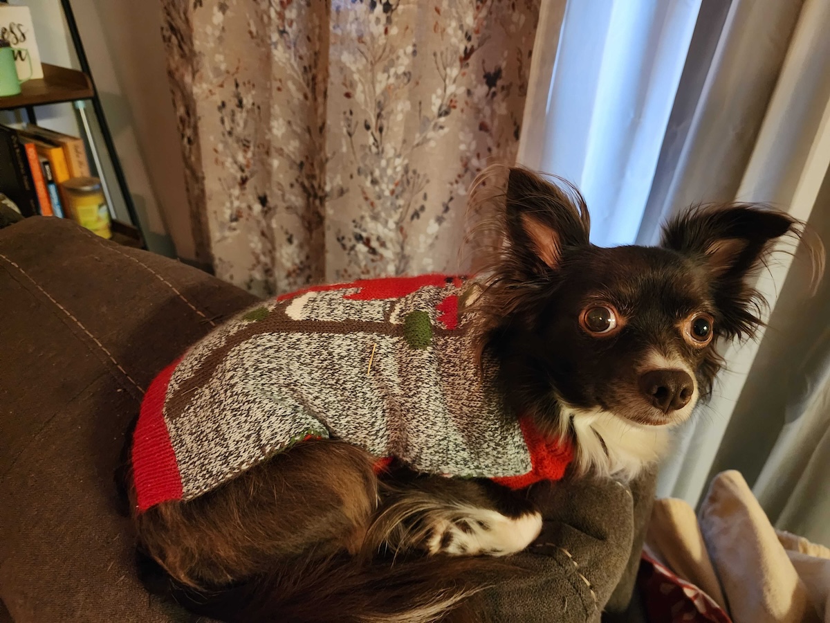 Penny's Christmas sweater.