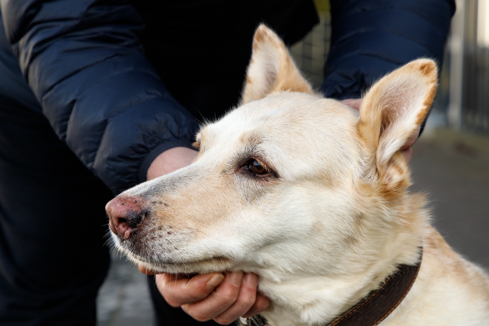 Why Do Dogs Noses Turn Pink? Vet-Reviewed Causes & Concerns