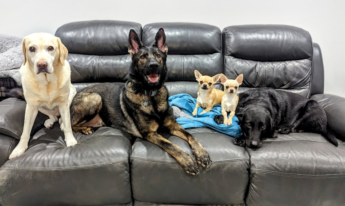 The Great Debate Part Two: Why Dogs Are Better Than Cats