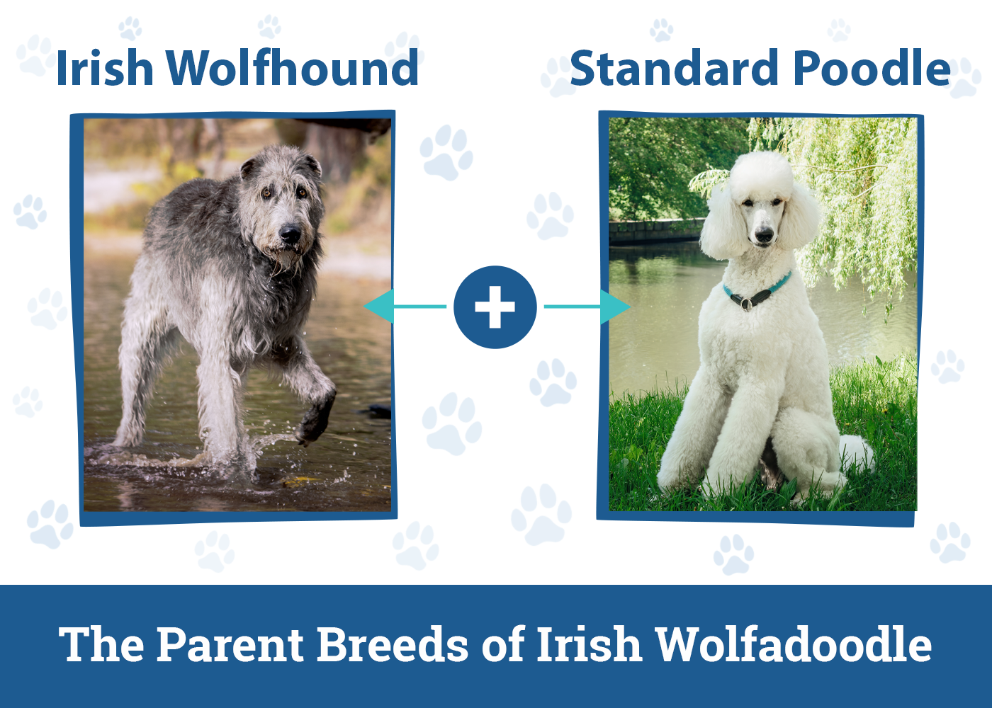 The Parent Breed-of-Irish-Wolfadoodle
