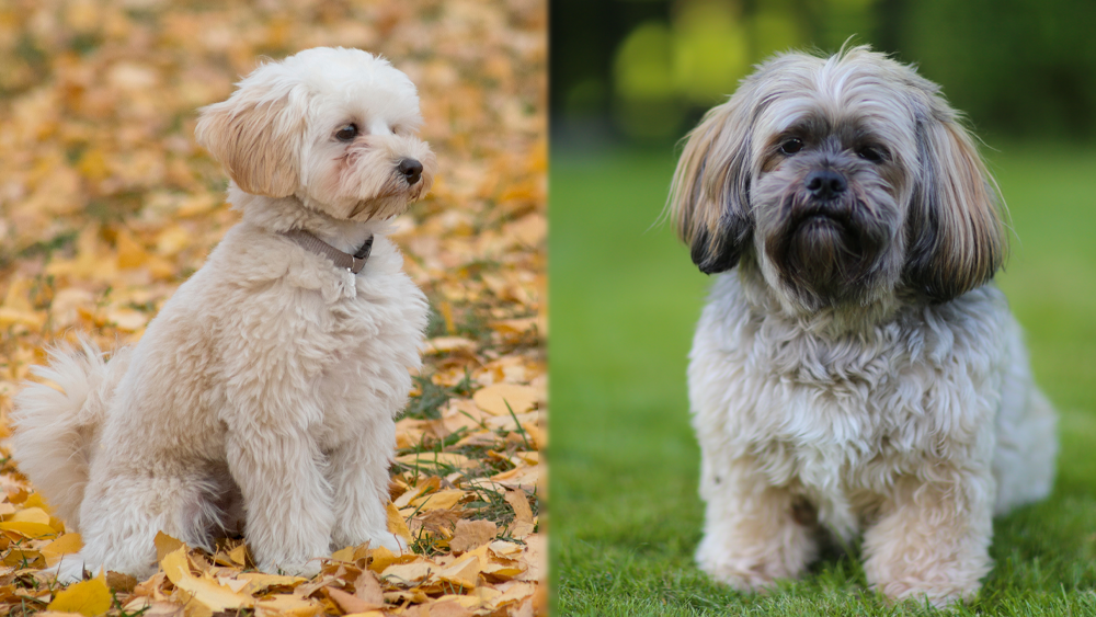 Kyi-Leo Dog Breed: Info, Pictures, Care, & Facts
