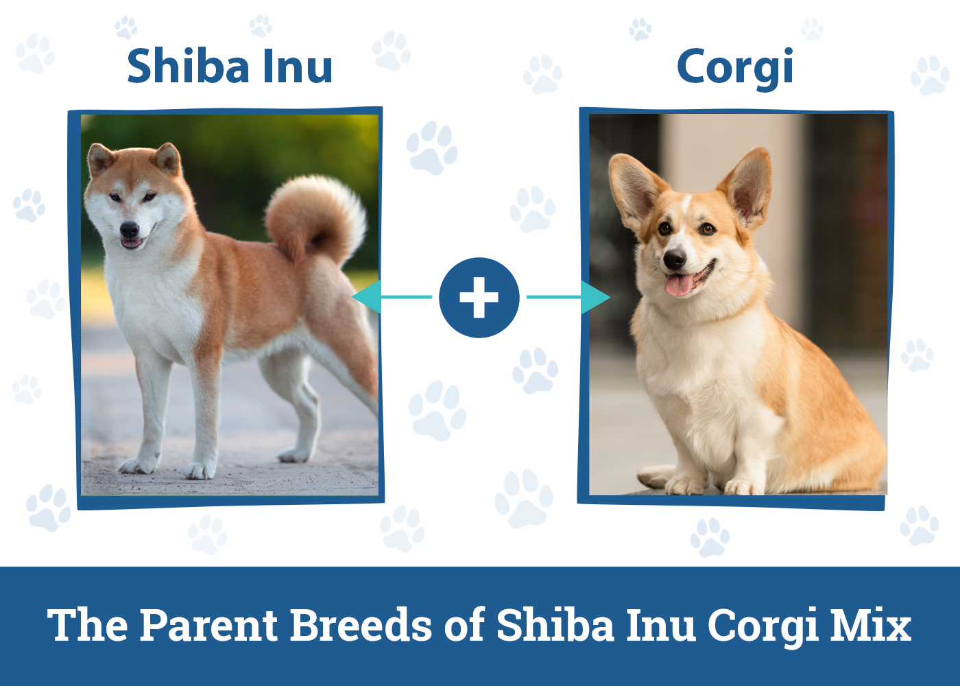 The Parent Breeds of Shiba Inu Corgi Mixed