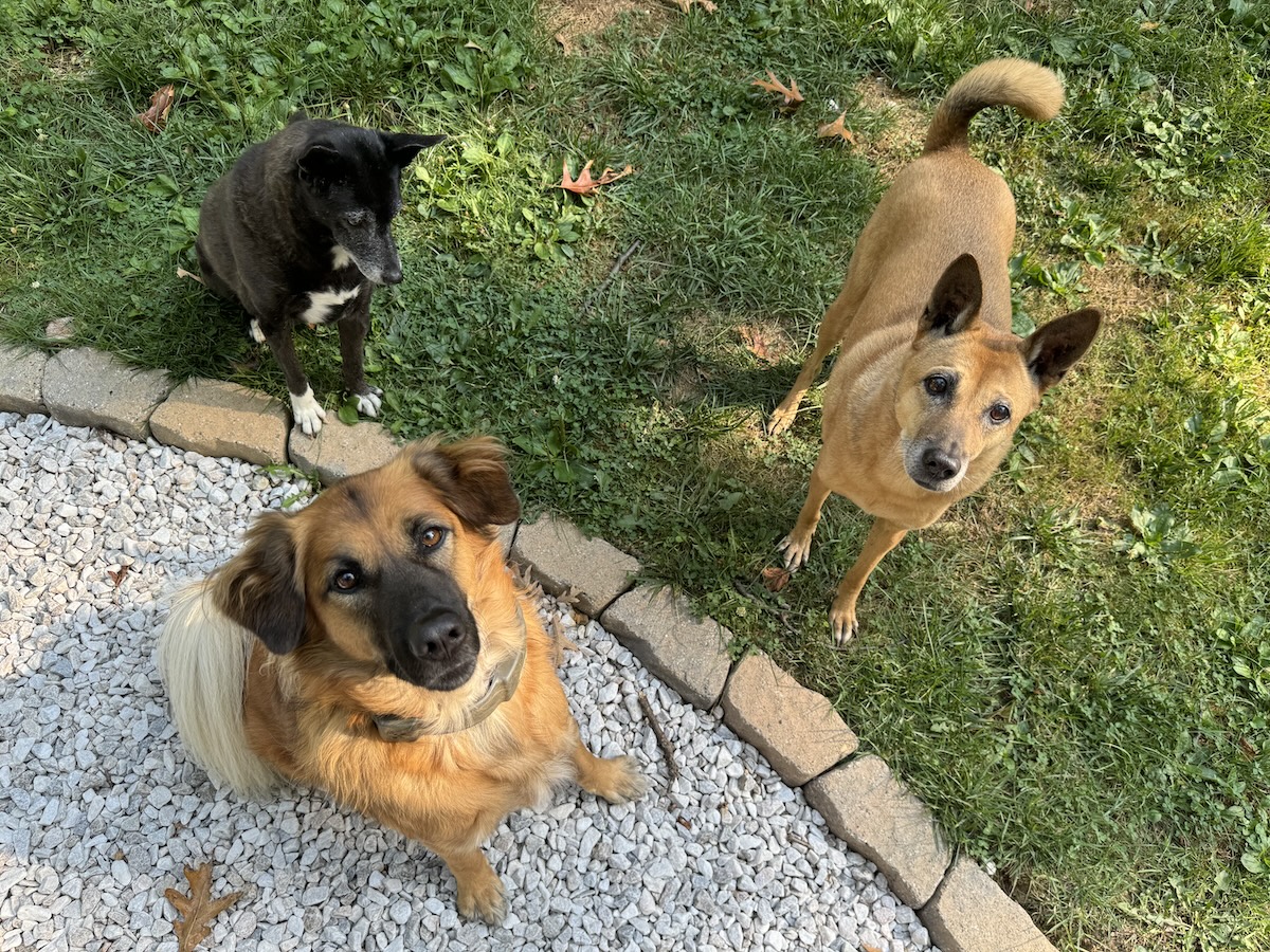 Turning My Dogs Into Perfect Houseguests Will Never Happen