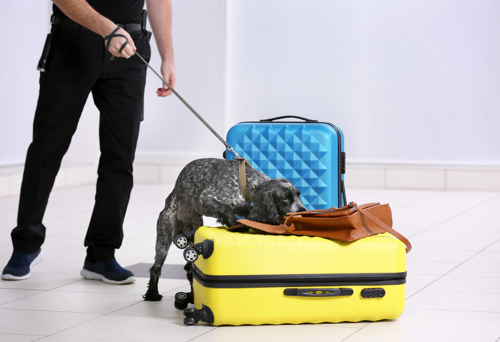can dogs smell cigarettes Can Police Dogs Smell Nicotine? Vet-Verified Facts & Training Info — Dogster