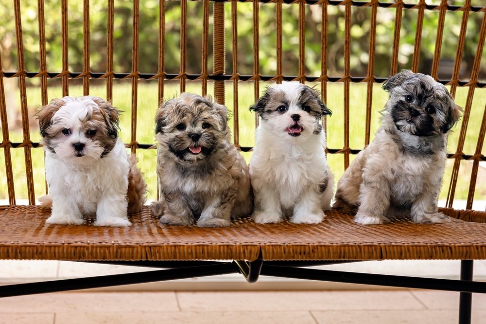 Puppies for Free: Important Considerations, Pros & Cons