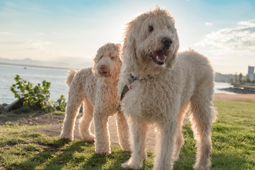 Why Are Doodles Unethical? Vet-Verified Facts & Controversies