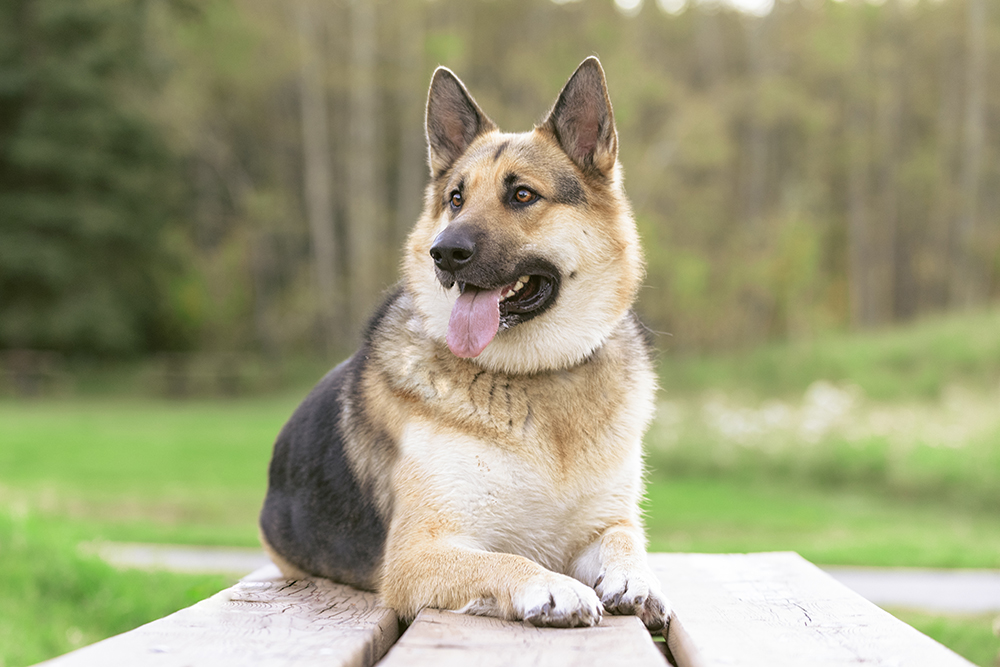 Alaskan Shepherd: Pictures, Info, Care Guide & More