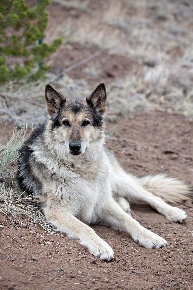 alaskan shepherd dog lying on the ground