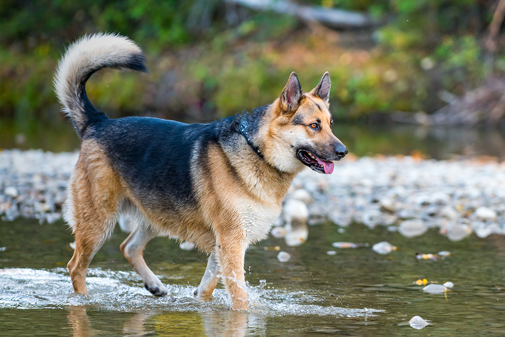 alaskan shepherd dog walking in the water
