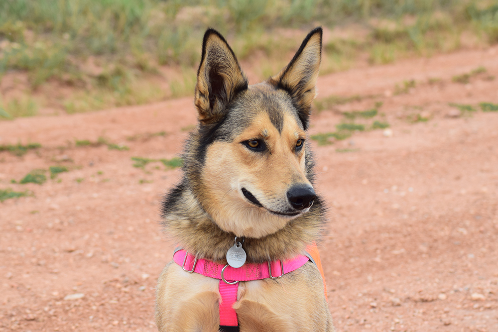 alaskan shepherd dog wearing pink harness