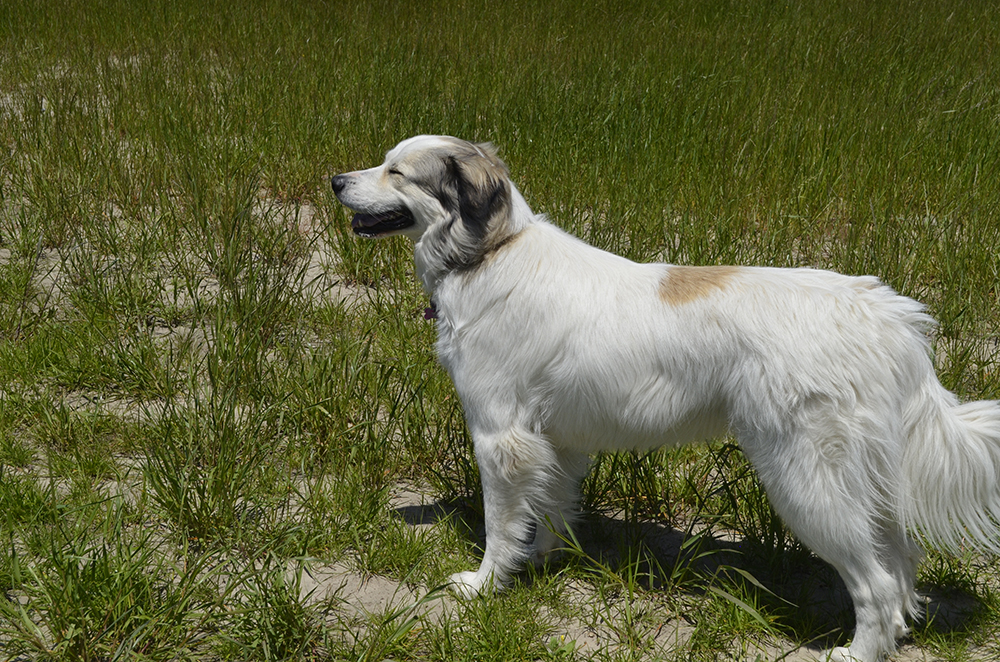 anatolian pyrenees dog in the field